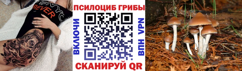 сколько стоит  Вилючинск  Галлюциногенные грибы Psilocybine cubensis 